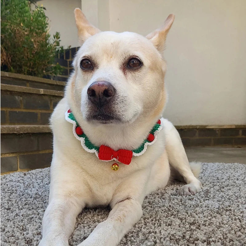 Christmas ornament dog collar botanic crochet