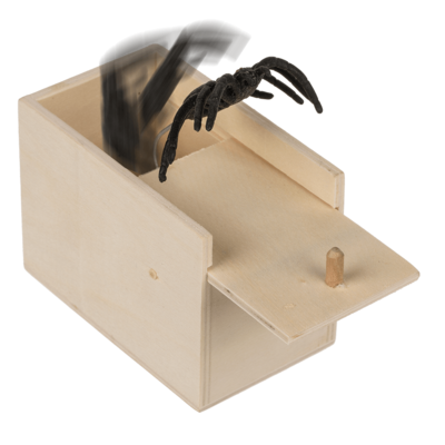 Wooden box with Jumping spider